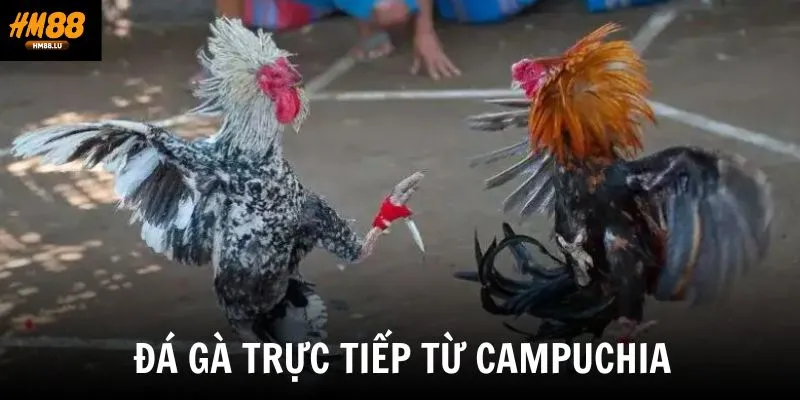 Trường thuật đá gà trực tiếp từ các trường gà nổi tiếng ở Campuchia